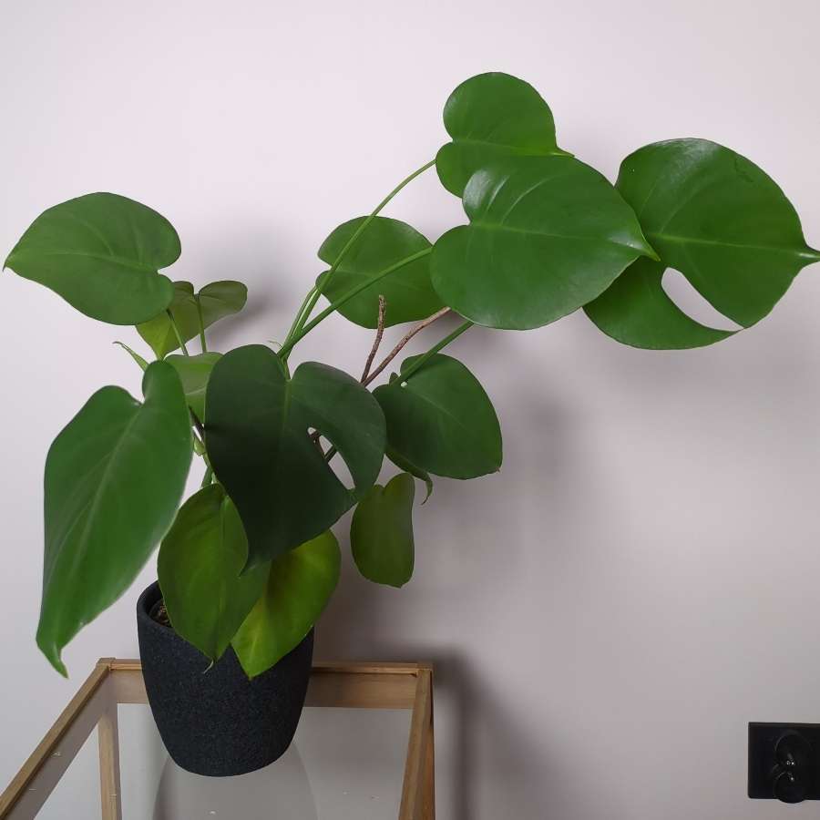 Monstera deliciosa