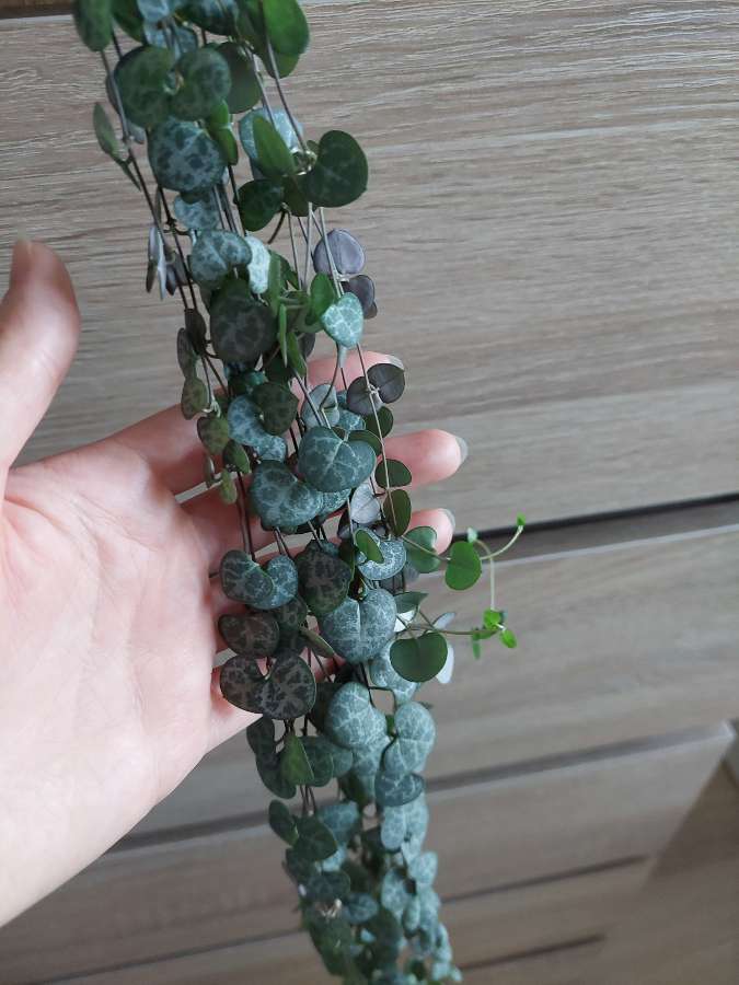 Ceropegia woodii 3