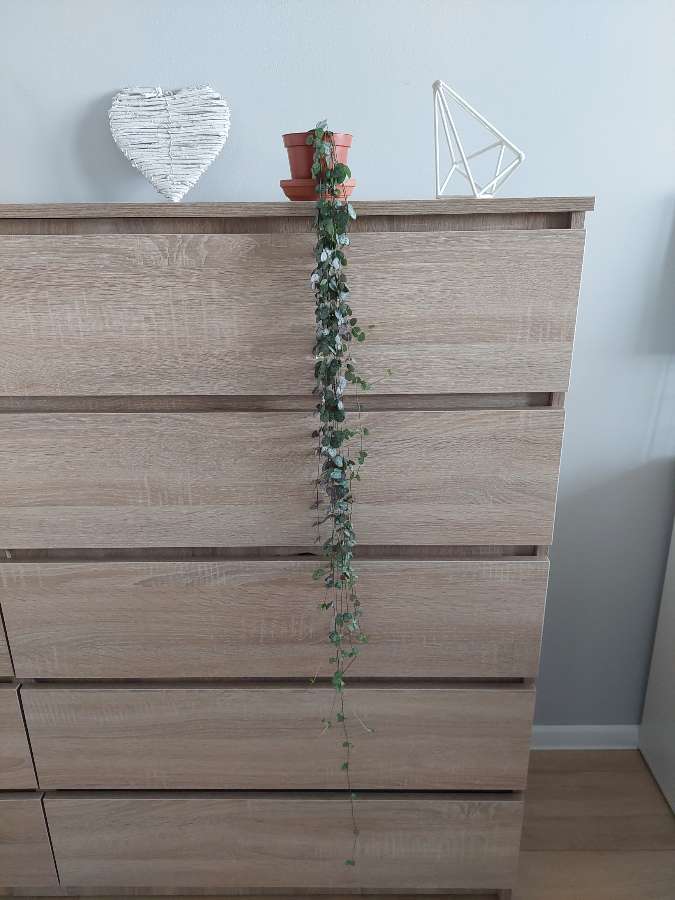 Ceropegia woodii 2