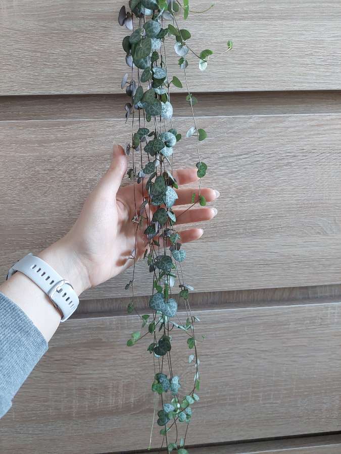 Ceropegia woodii 4