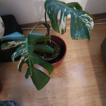 Monstera variegata