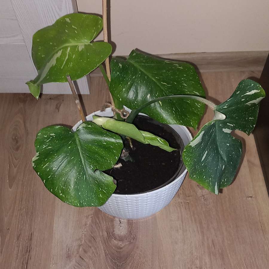 Monstera Thai Constellation