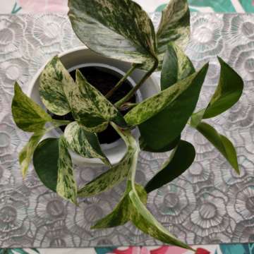 Epiprenum Marble Queen