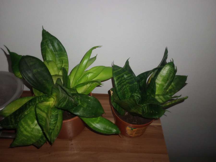 Sanseveria 2