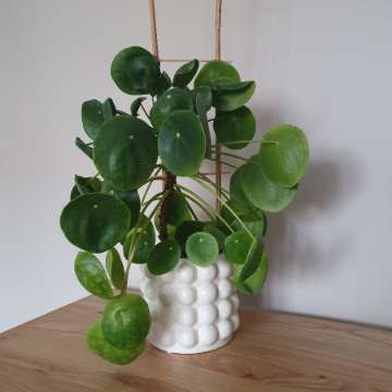 Duży pieniążek pilea