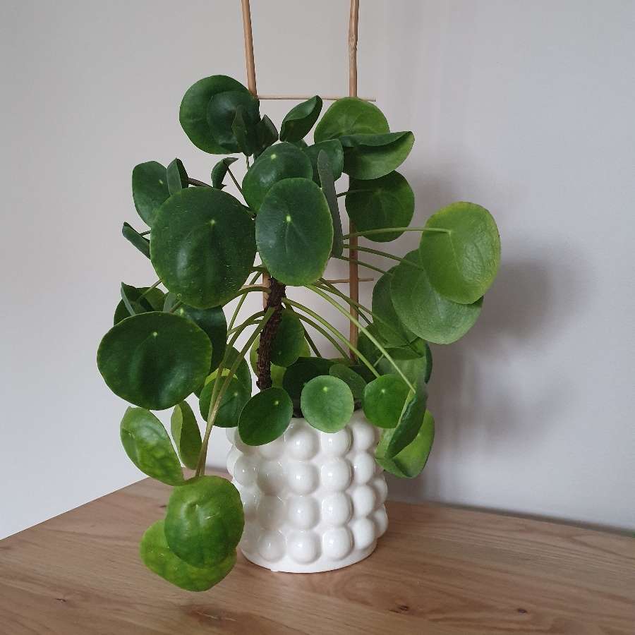 Duży pieniążek pilea