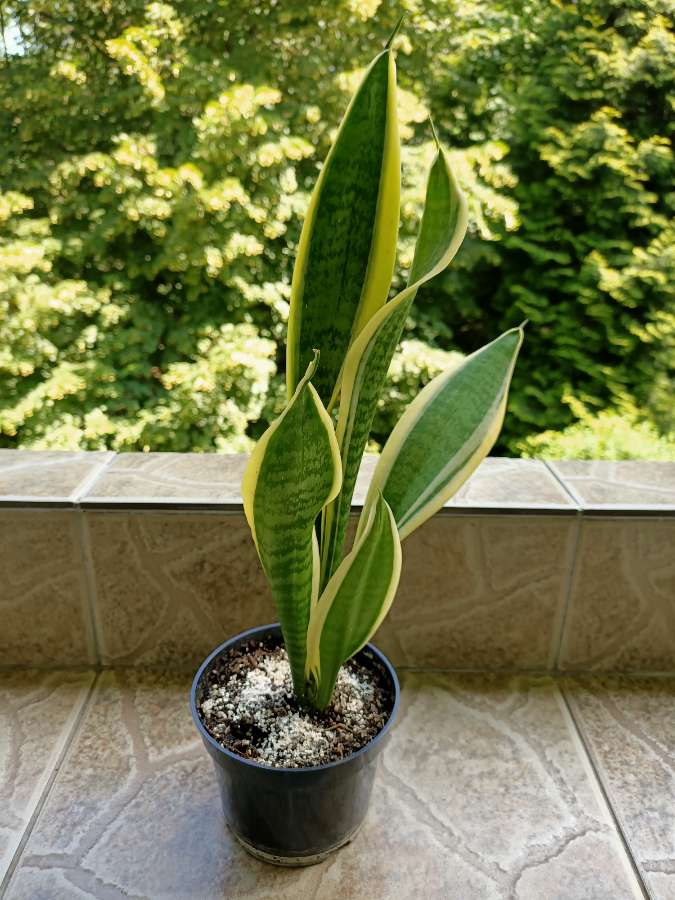 Sansevieria 2