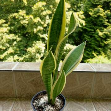 Sansevieria