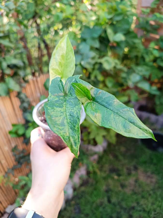 Syngonium Mottled Mojito 2