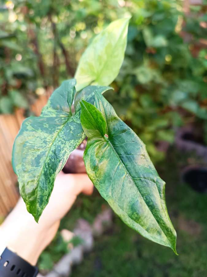 Syngonium Mottled Mojito 3