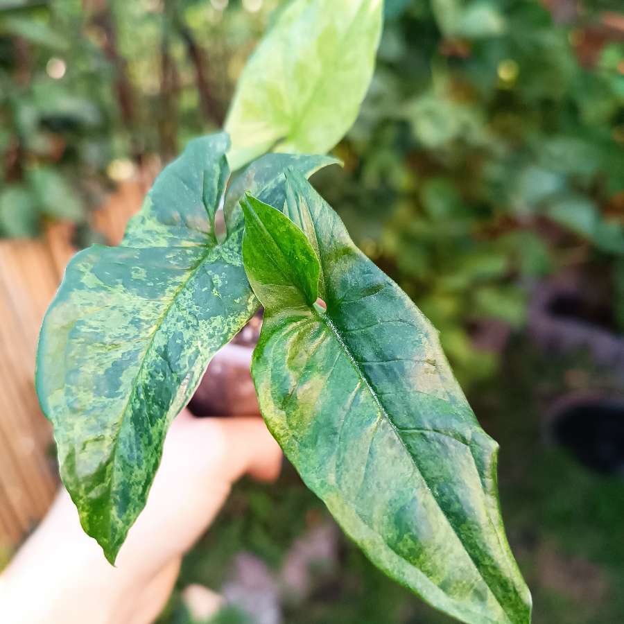 Syngonium Mottled Mojito