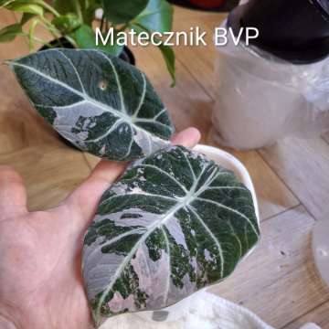 Alokazja Black Velvet Pink