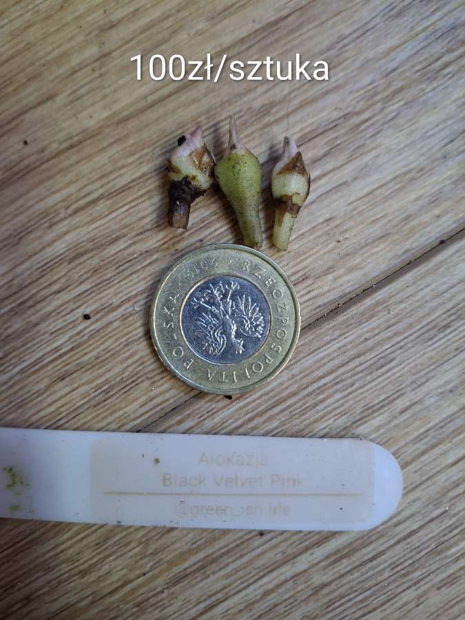 Alokazja Black Velvet Pink 2