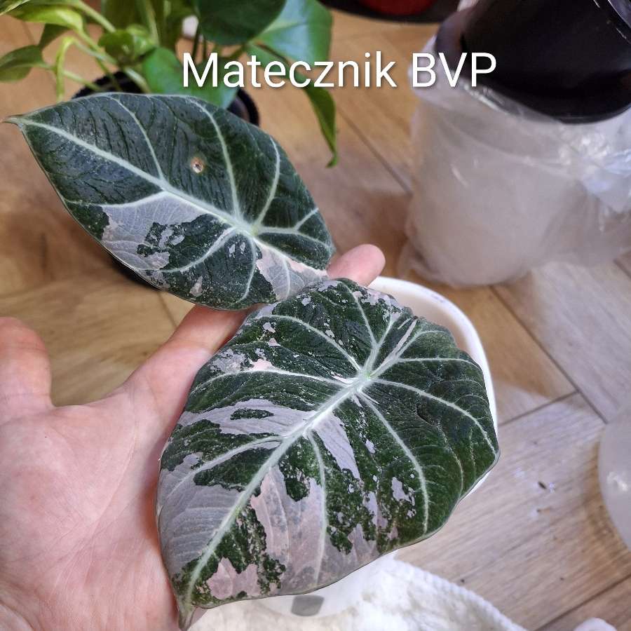 Alokazja Black Velvet Pink