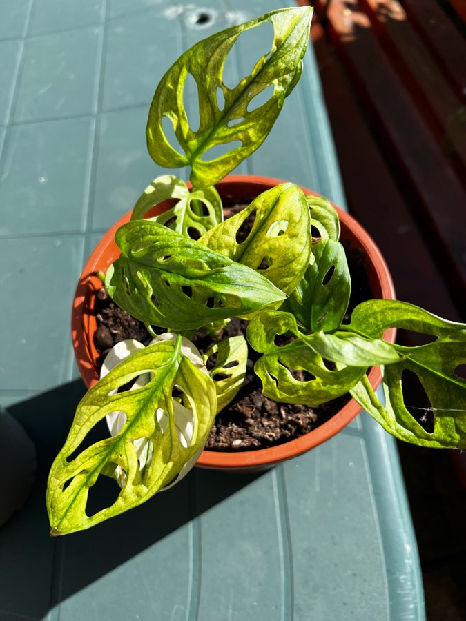 Adansoni Variegata 🤍 3