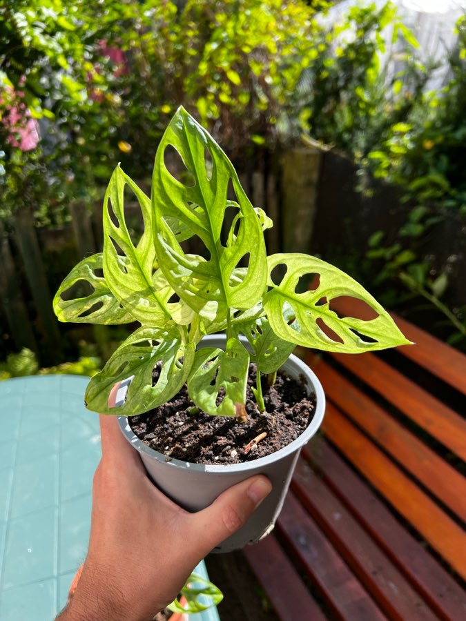 Adansoni Variegata 🤍 2