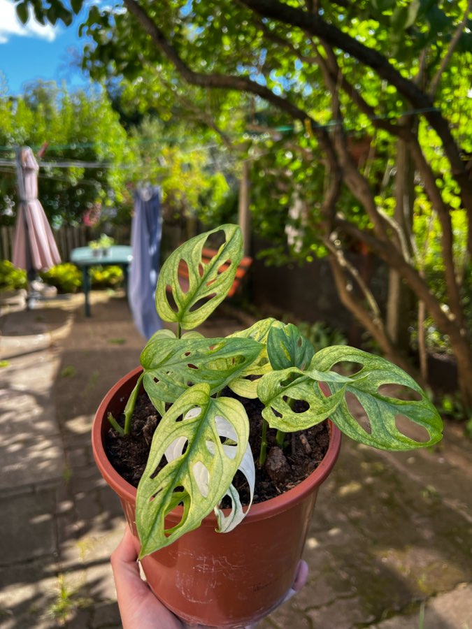 Adansoni Variegata 🤍 4