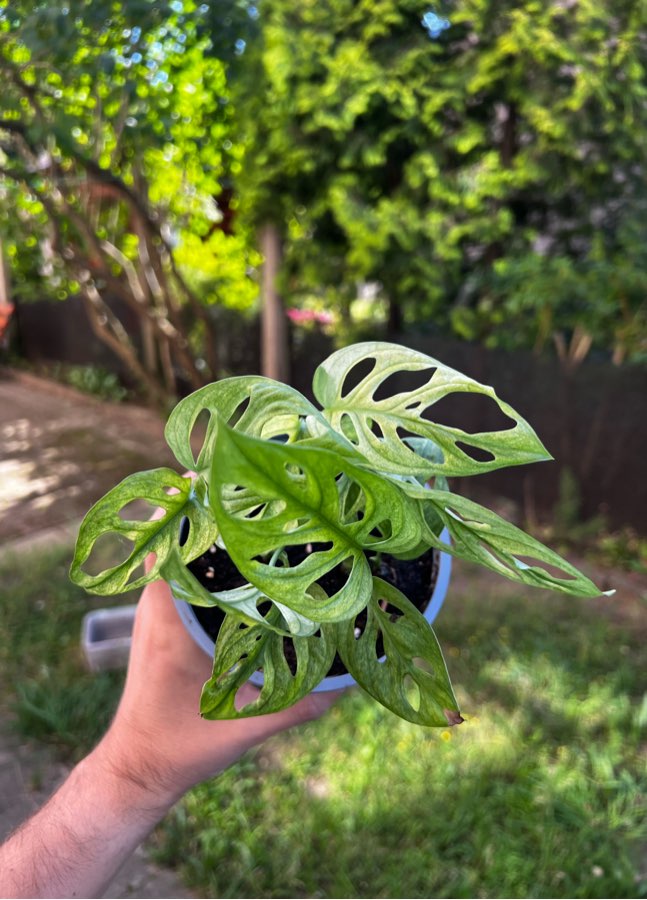 Adansoni Variegata 🤍