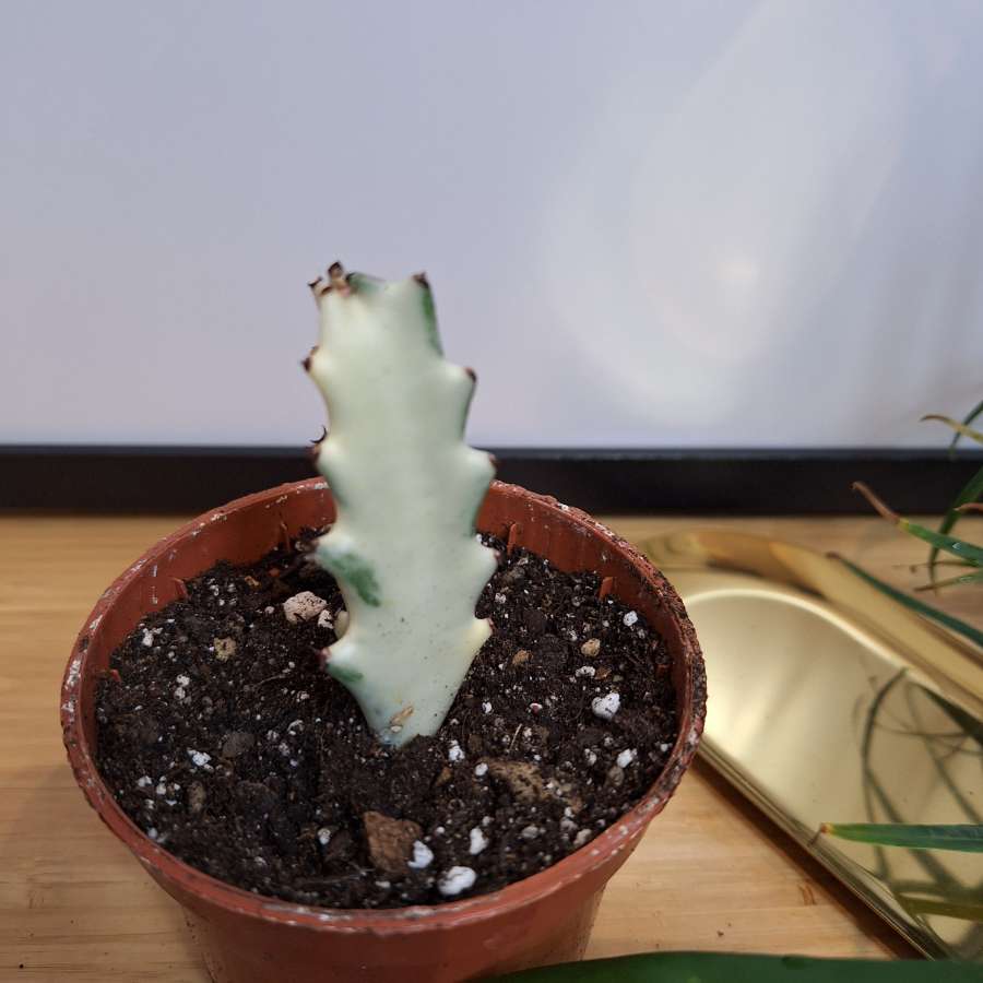 Wilczomlecz mleczny - Euphorbia lactea 'White Ghost' 3