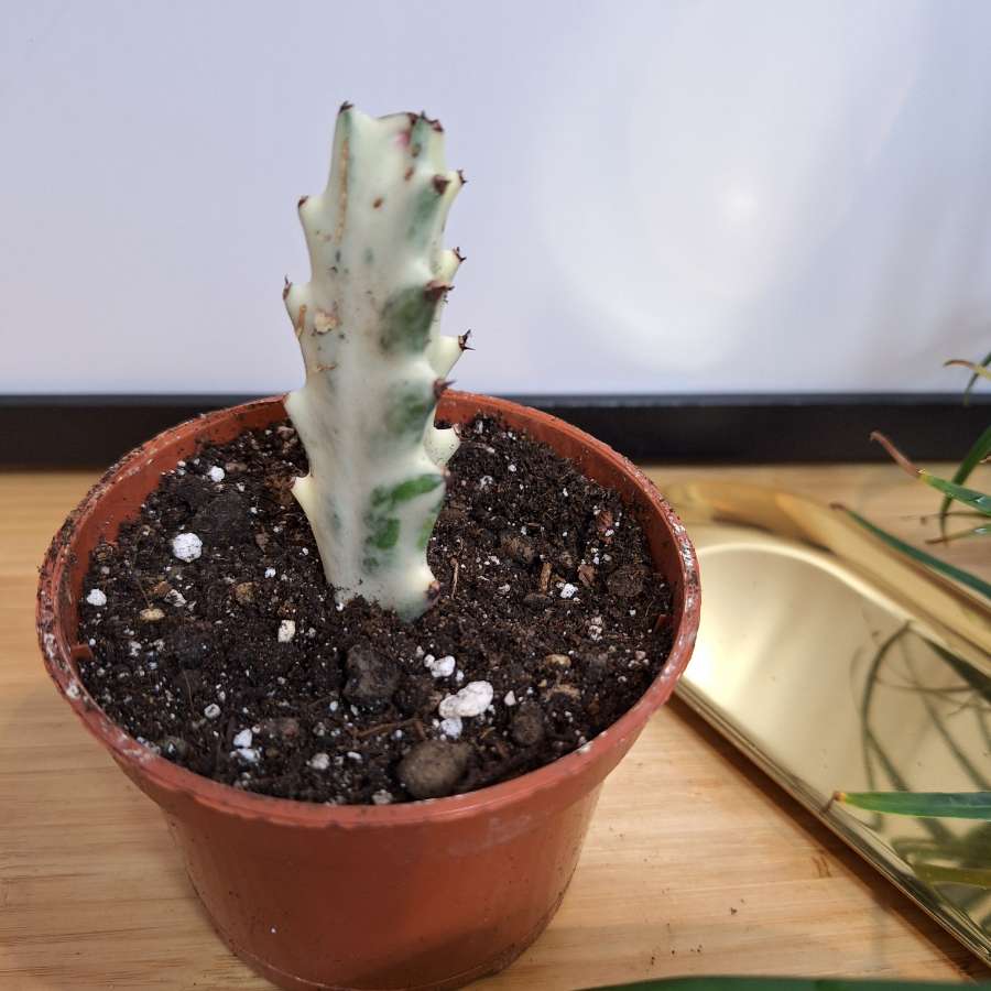 Wilczomlecz mleczny - Euphorbia lactea 'White Ghost' 2