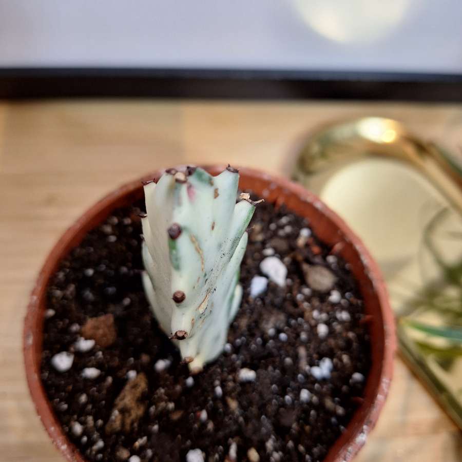 Wilczomlecz mleczny - Euphorbia lactea 'White Ghost' 4