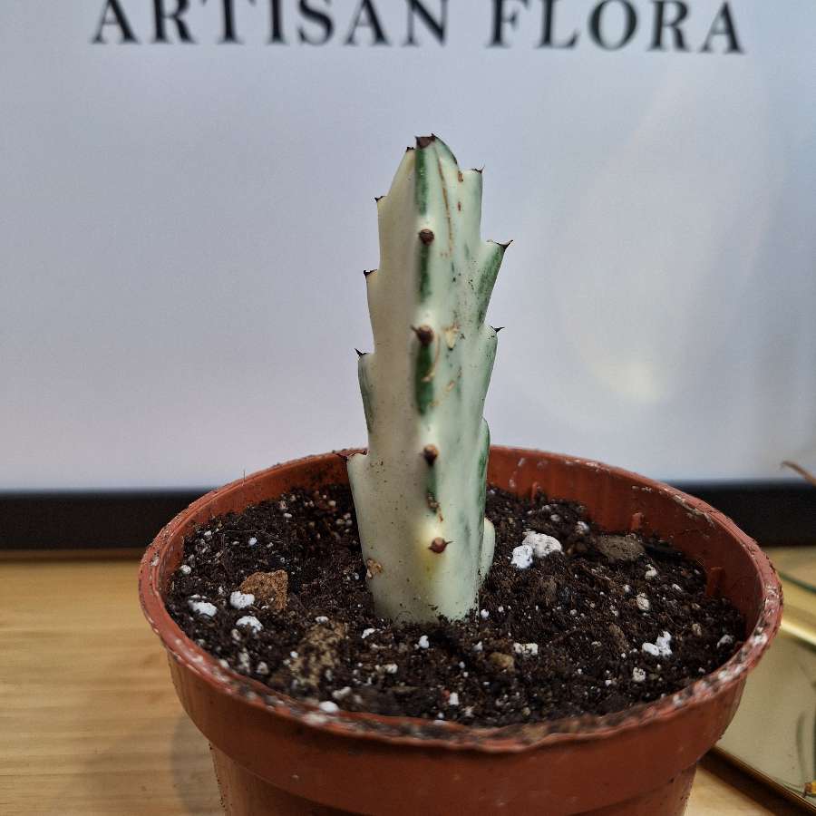 Wilczomlecz mleczny - Euphorbia lactea 'White Ghost'