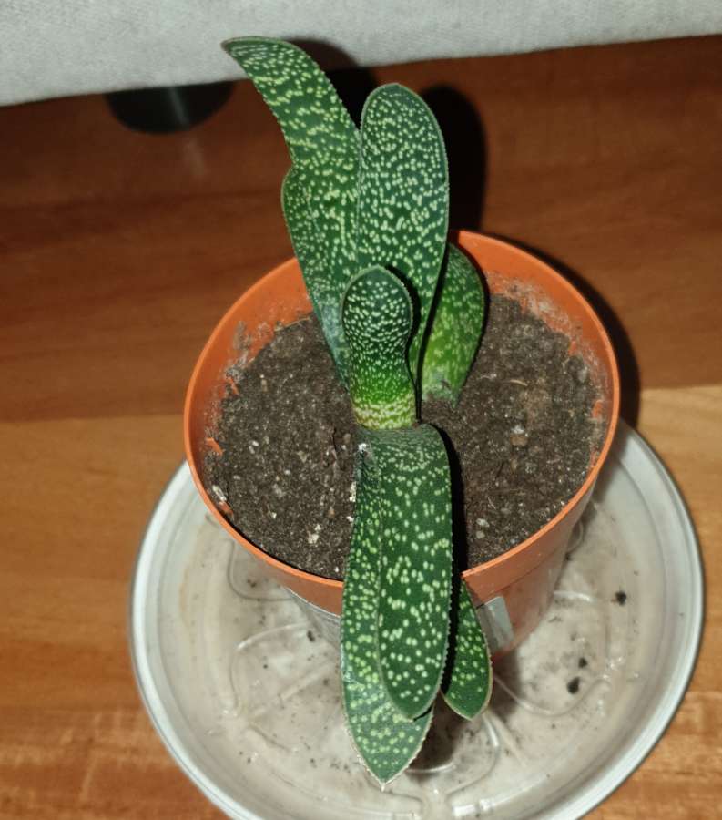 Gasteria 3