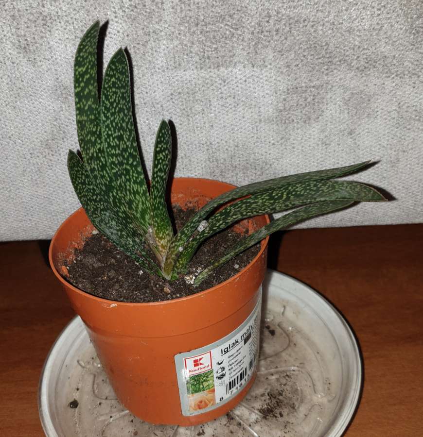 Gasteria 2