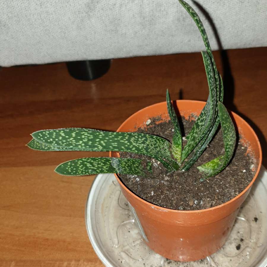 Gasteria