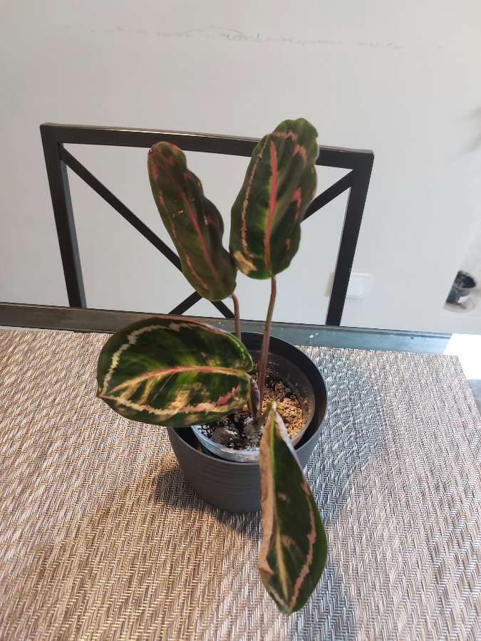 Calathea roseoptica 3