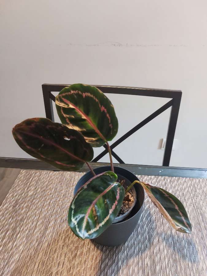Calathea roseoptica 2
