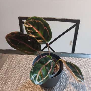 Calathea roseoptica