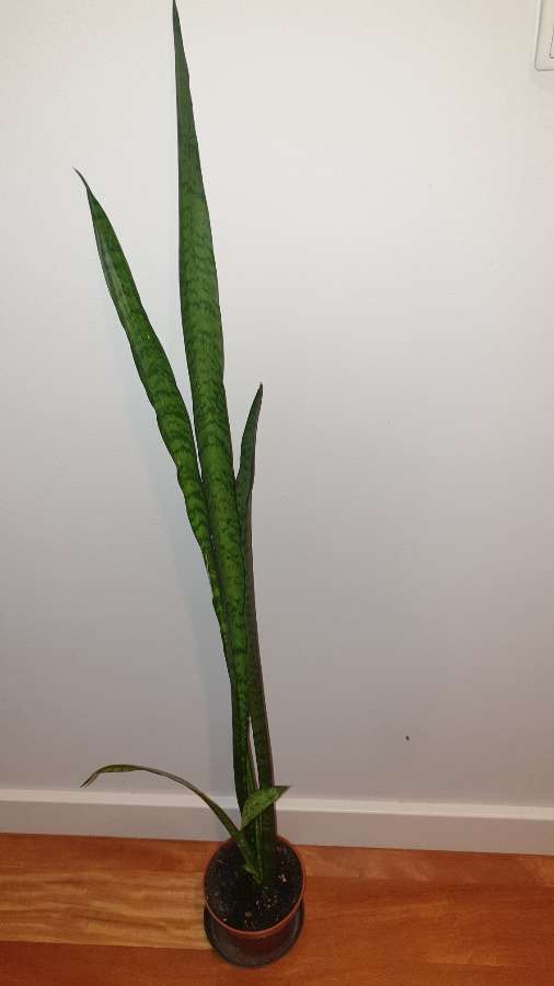 Sansewieria wysoka,  wężownica,  długie szable 92 3