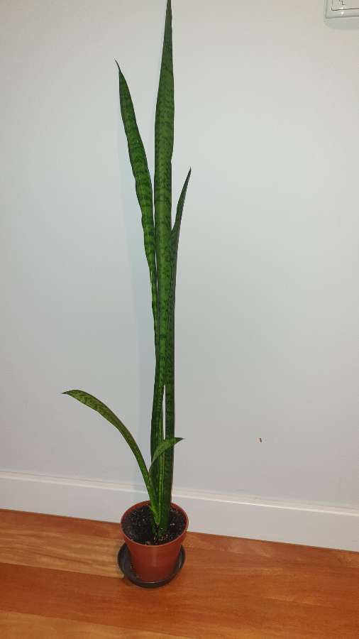 Sansewieria wysoka,  wężownica,  długie szable 92 4