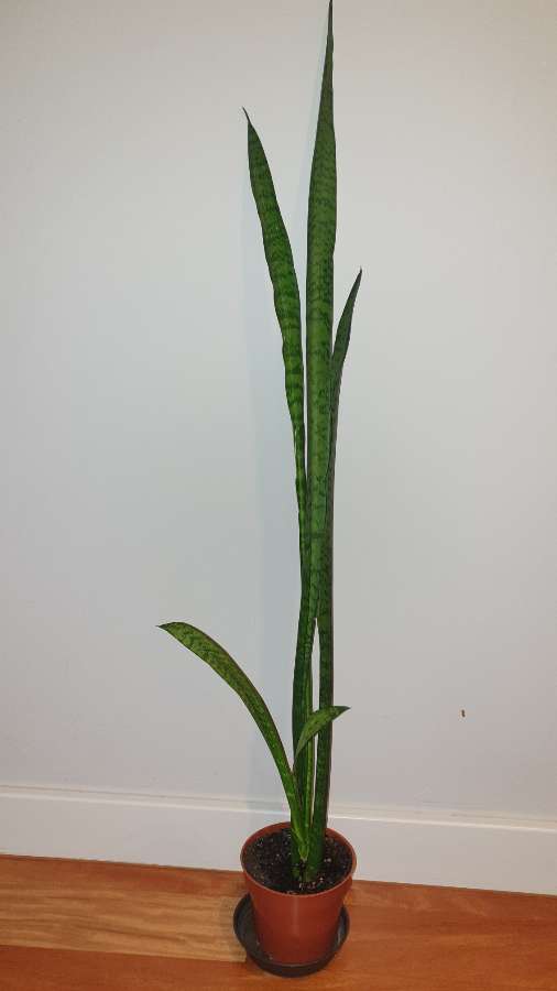 Sansewieria wysoka,  wężownica,  długie szable 92 2