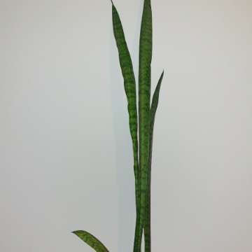 Sansewieria wysoka,  wężownica,  długie szable 92