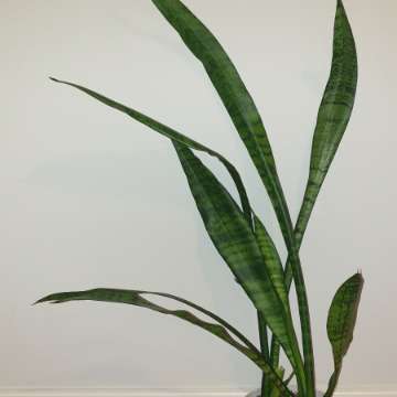 Sansewieria wysoka,  wężownica,  długie szable 80