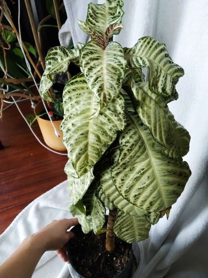 Aphelandra white wash 2