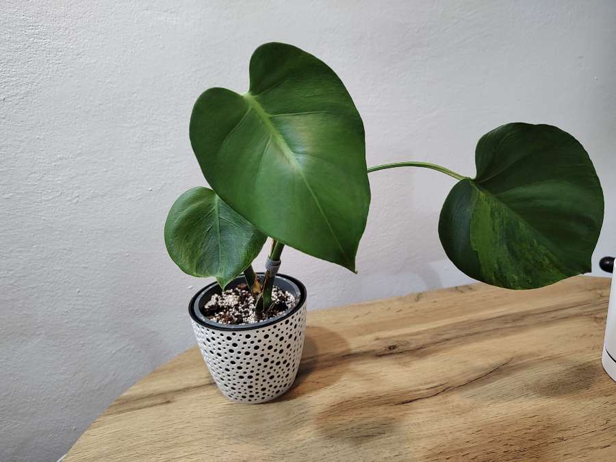 Monstera green on green 5