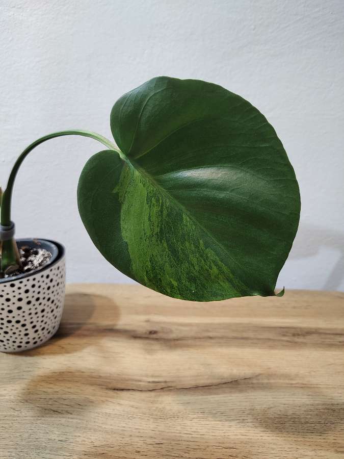 Monstera green on green 3