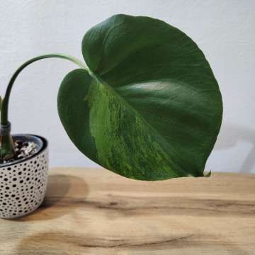 Monstera green on green