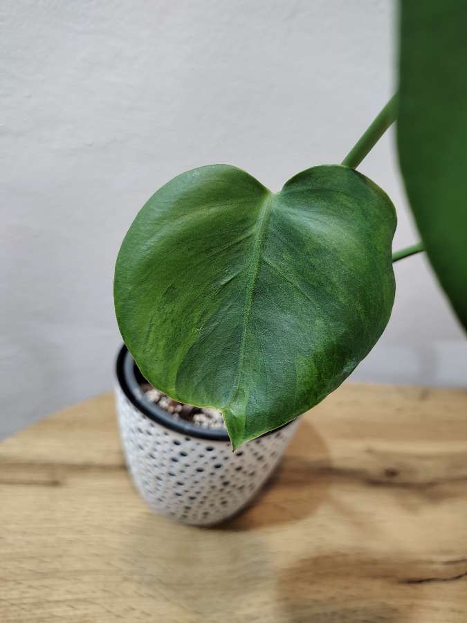 Monstera green on green 2