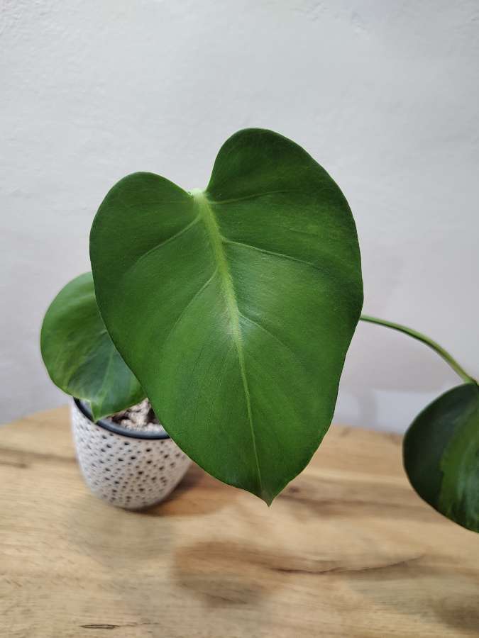 Monstera green on green 4