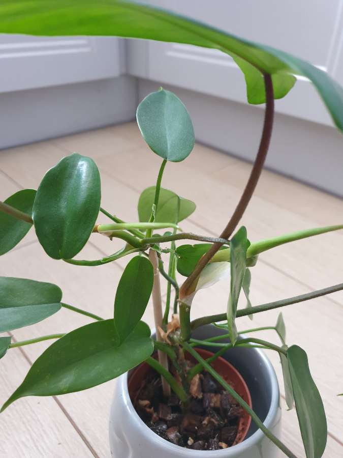 Florida hybrid 3