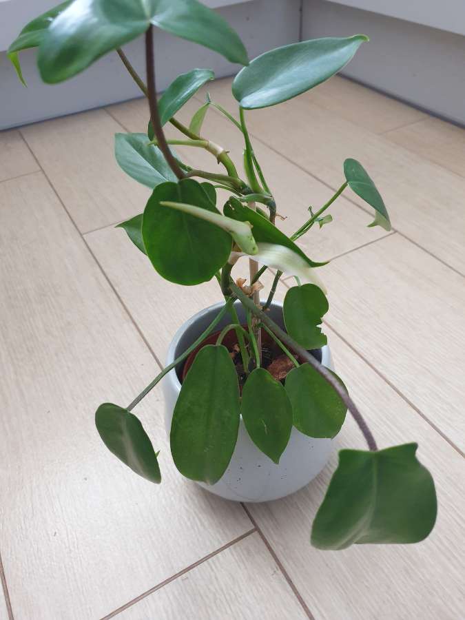 Florida hybrid 5