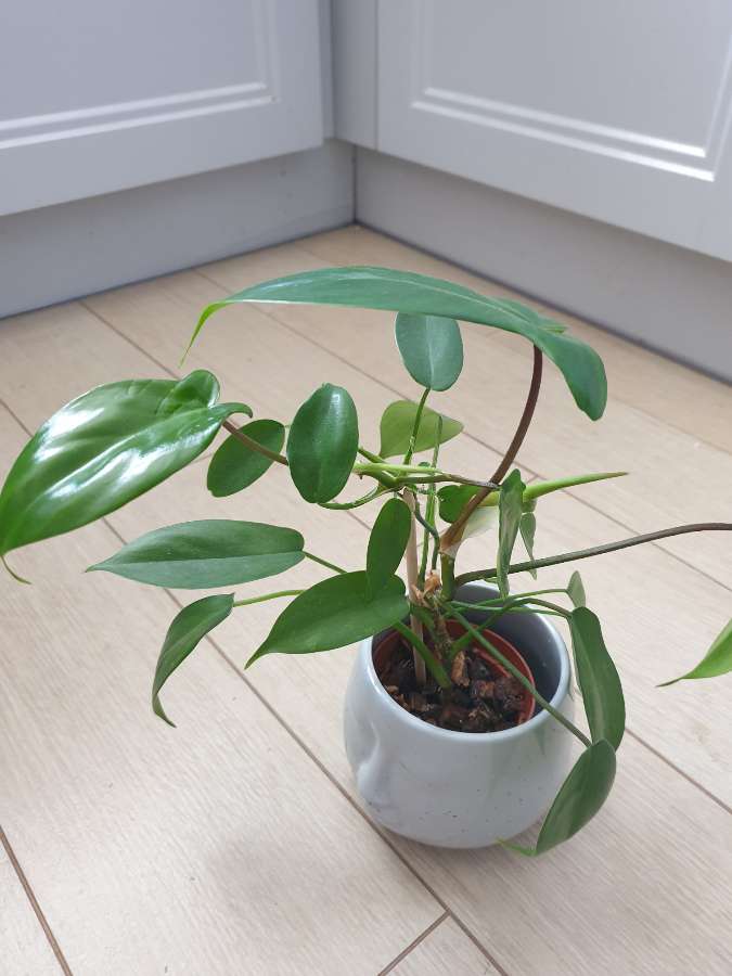 Florida hybrid 2