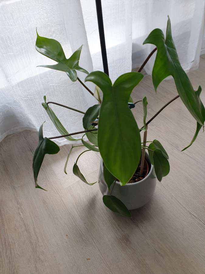 Florida hybrid 4