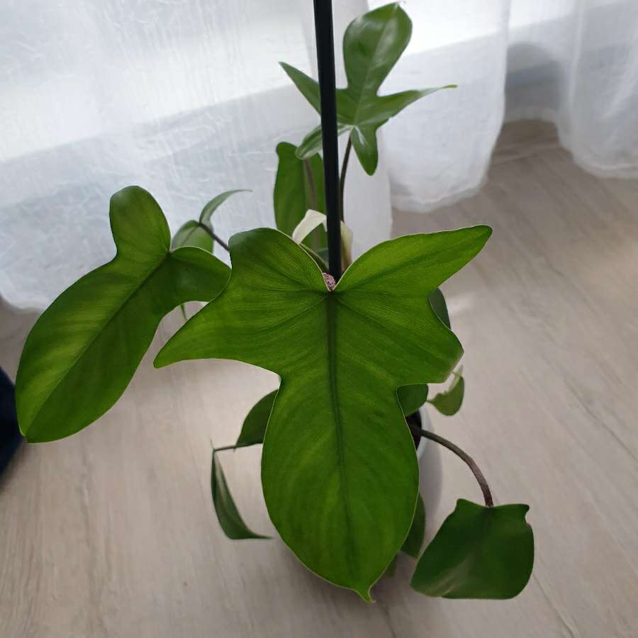 Florida hybrid
