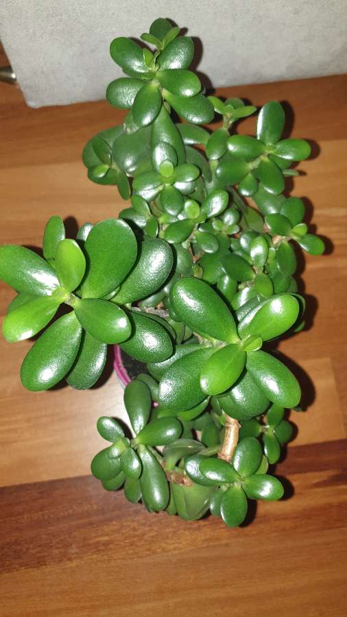 Grubosz crassula drzewko szczęścia nr 4, gęsta korona 4