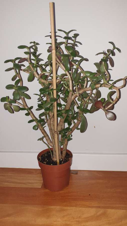 Grubosz crassula drzewko szczęścia, duże,  wieloletnie drzewko 3
